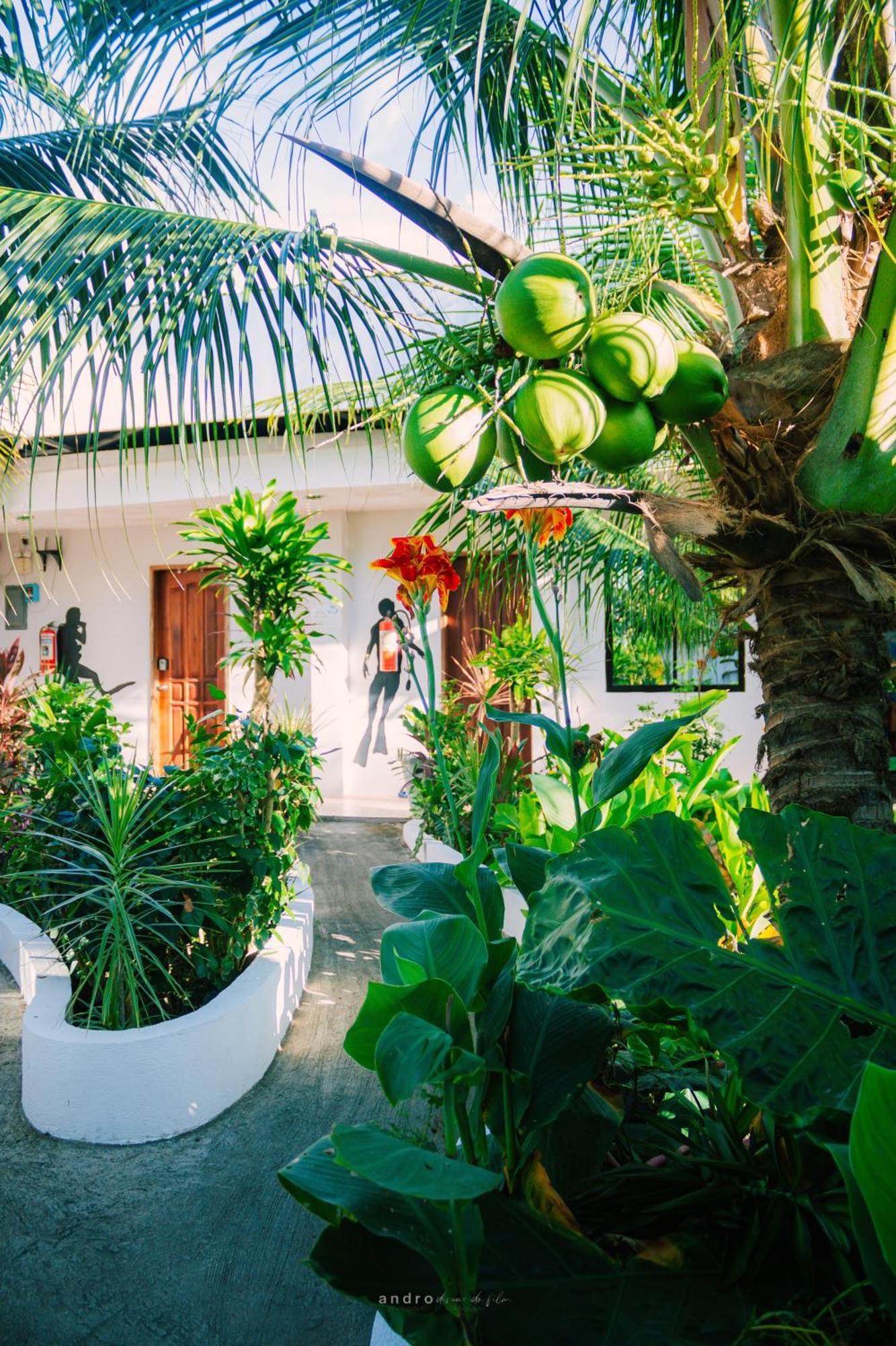 Ananas Guesthouse Moalboal Exteriér fotografie